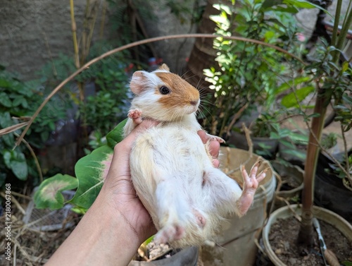 Cute brown and white guinea pig held in hand outdoors in a garden. Fluffy domestic rodent pet photo for animal lover, stock, and educational content.