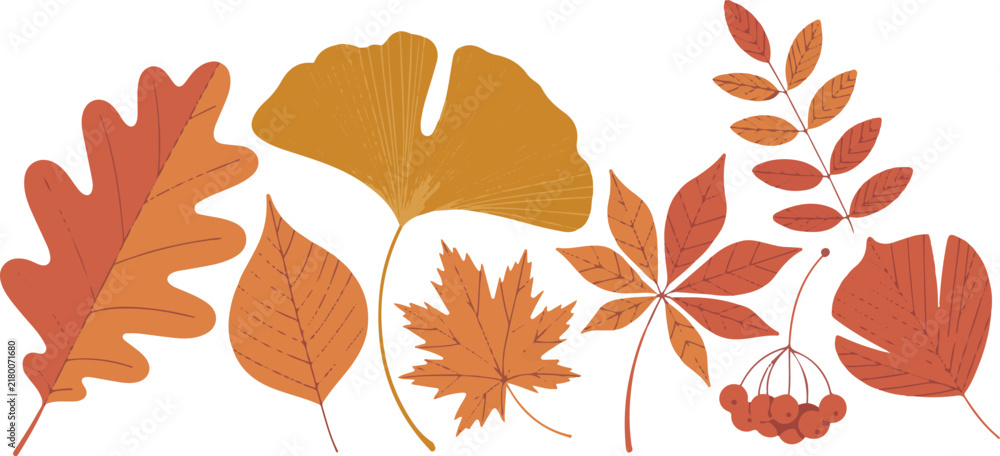 Fototapeta premium Diverse Autumn Leaves in Warm Fall Colors Isolated on White Background