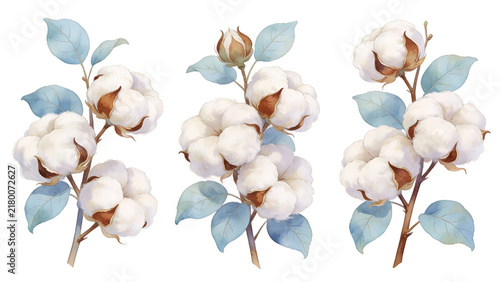 Watercolor illustration of cotton bolls with blue-green leaves arranged in three clusters
