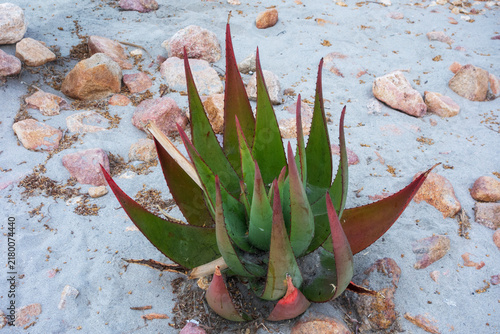 Fotografía Bitter aloe plant features thick green leaves with reddish margins growing natur
