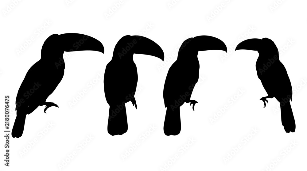 Obraz premium toucan realistic black shadow silhouette isolate vector set