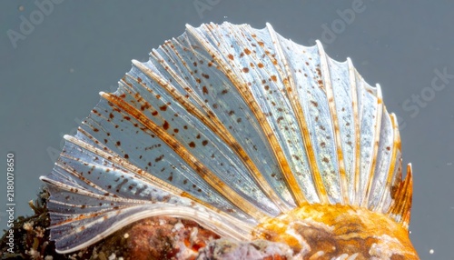 Macro detail of fish fin with translucent texture and spotted pattern