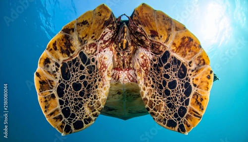 Unique bottom view of a sea turtle shell swimming in turquoise ocean water