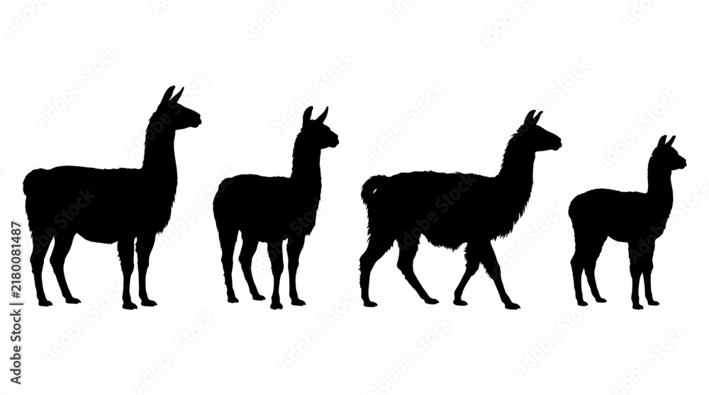 Fototapeta premium llama realistic black shadow silhouette isolate vector set