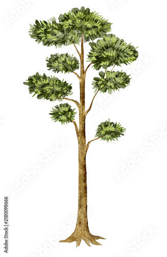 Bild auf Leinwand Watercolor illustration of a tall pine tree with a slender trunk, layered branches and dense needle clusters, presenting an evergreen woodland element for landscape, nature and outdoor artwork