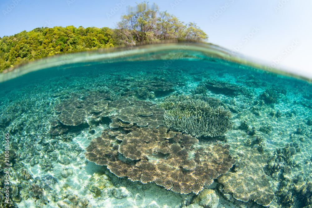 Fototapeta premium A beautiful coral reef thrives in the Derawan Islands of East Kalimantan, Indonesia. This scenic archipelago harbors extraordinary marine biodiversity and is a destination for divers and snorkelers.