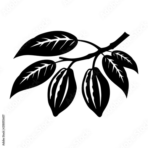 Cocoa Fruits Pod hanging from tree branch