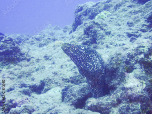 Cuadro en lienzo Whitemouth moray eel