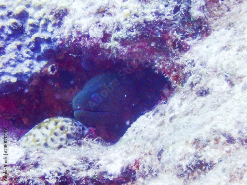 Giant moray