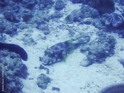 White-spotted puffer