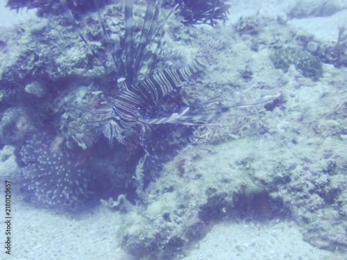Photography Red lionfish