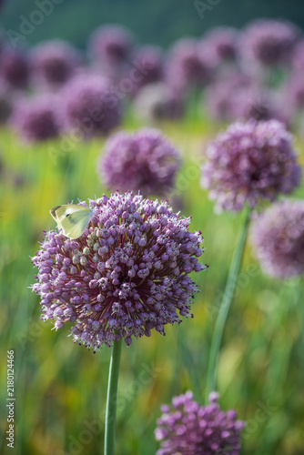 Cuadro en lienzo Close up of small white butterfly pollinating purple elephant garlic flower umbel in sunny blooming field with soft bokeh