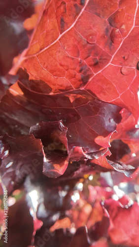 Dark burgundy and bright red autumn leaves shimmering in natural sunlight. Rich colorful bush foliage details. Warm fall season texture, decorative garden plant scenery.