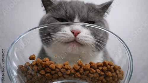 Funny hungry British shorthair cat looking through transparent glass bowl filled with dry food kibbles, waiting for meal, pet nutrition, feeding time concept, domestic animal portrait with copy space