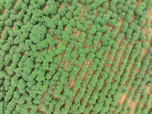 Obraz na plátne Aerial top view of green cassava plantation on farmland during wet season