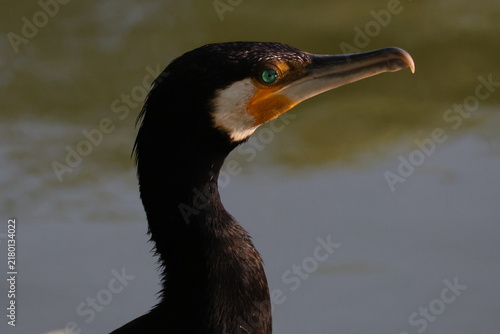 Foto Close-up profile portrait of a great cormorant showing its striking emerald gree