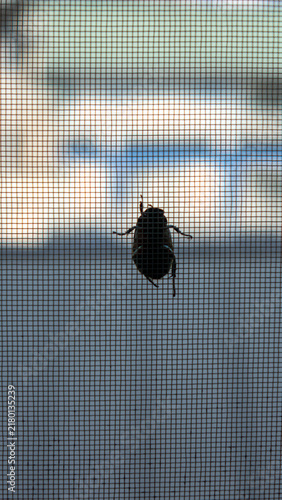 Silhouette of a Beetle on a Window Screen Mesh during Summer Evening in Japan