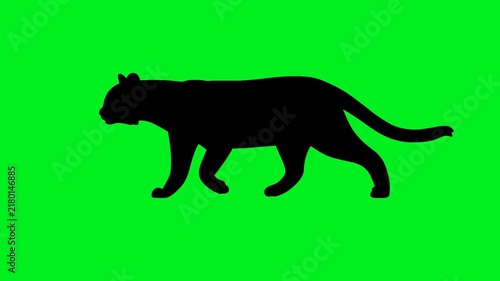 Walking Black Cat Silhouette Loop Animation on Green Screen, Mysterious Feline Motion for Chroma Key Editing, Halloween Horror, Spooky Night, Wildlife, Fantasy, and Cinematic Footage
