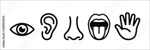Five senses vector bundle, minimalist human perception line art icons for sight, hearing, smell, taste and touch, modern sensory symbol collection