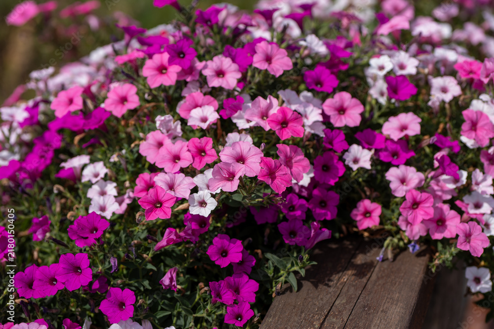 Obraz premium Abundant pink, magenta and white petunia flowers blooming in a dense ornamental display, creating a colorful floral background in bright summer sunlight. 