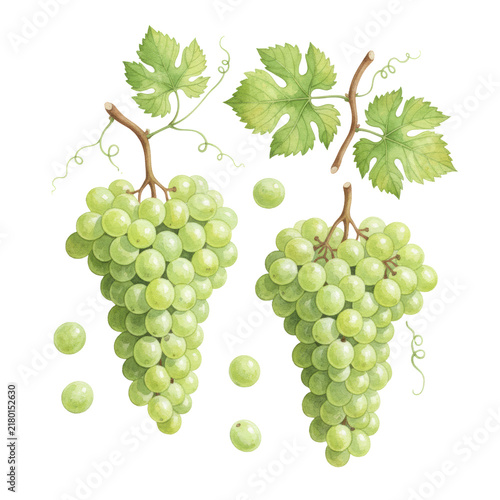 A detailed hand-painted watercolor illustration of fresh Vitis vinifera light green grape clusters, berries, leaves, and vine on a transparent background, concept of premium food ingredients