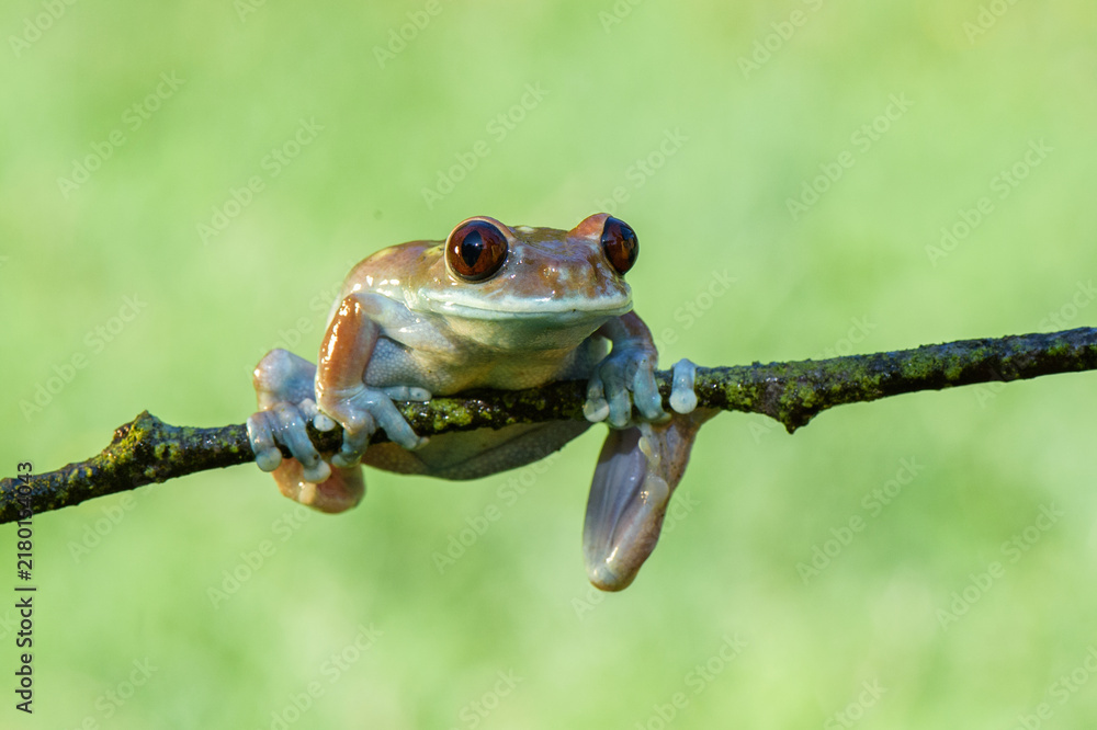 Obraz premium Close-up portrait of a small brown tree frog perched on a thin branch against a soft green background