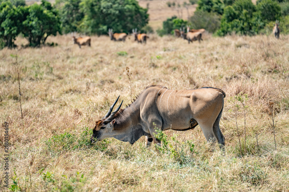 Fototapeta premium An eland bull (Taurotragus oryx) glances at the camera as he walks across a hilly savannah. Ol Pejeta Conservancy, Laikipia, Kenya.