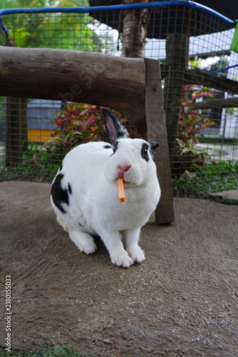 Quadro su tela white and black rabbit in the garden munching carrot
