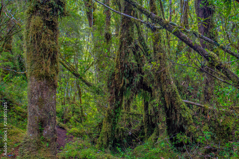Obraz premium Lush rainforest scene with mossy trees and dense undergrowth in a wild temperate forest environment