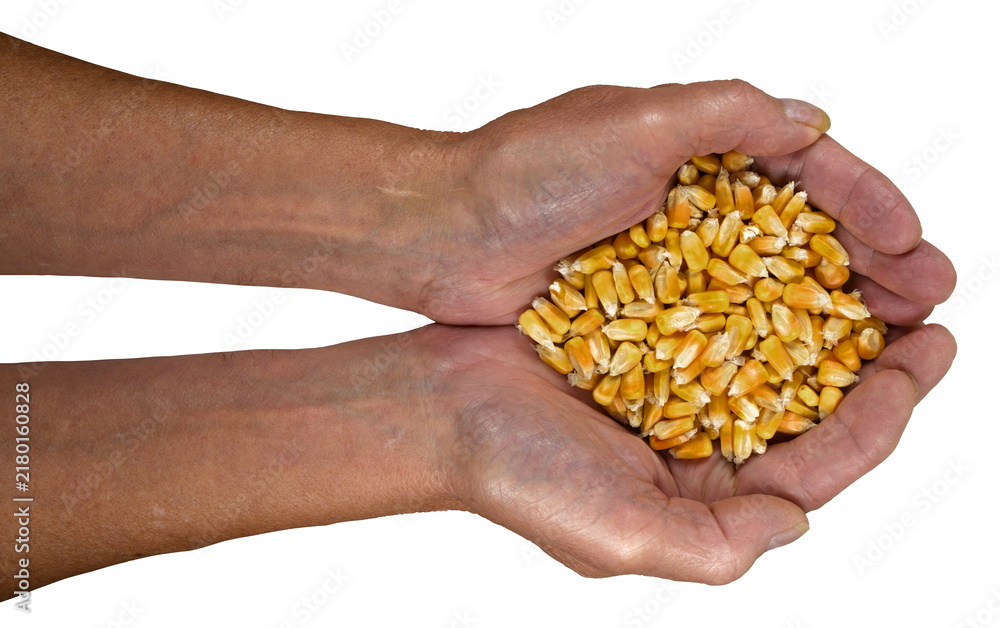Obraz premium A handfull of corn that was sampled and tested before it was allowed to be unloaded at a farm cooperative.