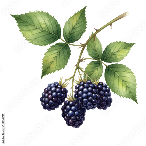 detailed watercolor of plump, indigo-black blackberries on thorny branches with broad green leaves, isolated on white, artisanal fresh botanical study