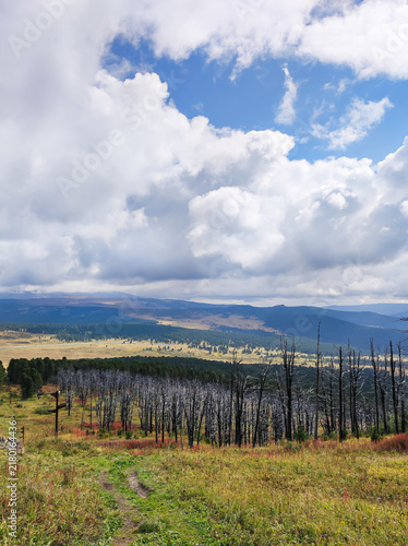 Obraz na plátně Panoramic mountain valley view with dead standing trees and young green pines