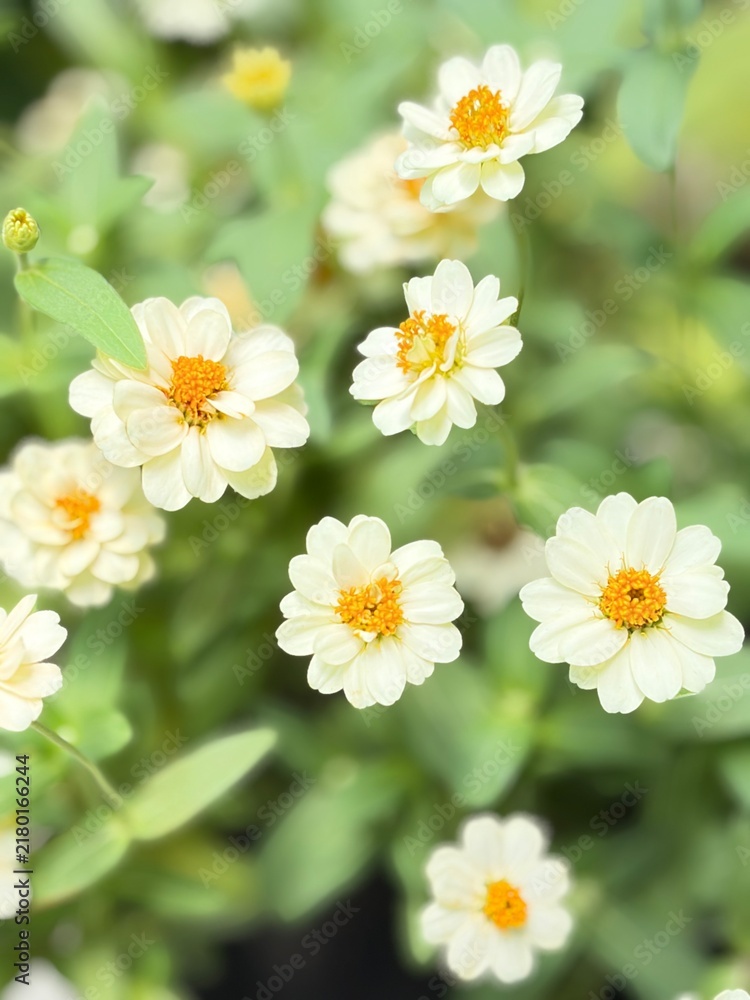Fototapeta premium white daisies on green background