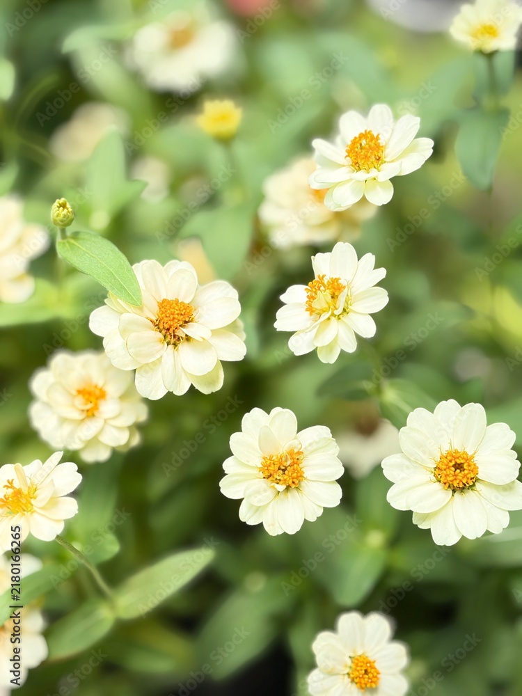 Fototapeta premium daisies in a garden