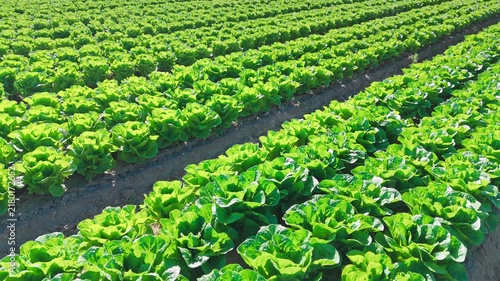 flying over a vast agricultural farm field full of lettuce 