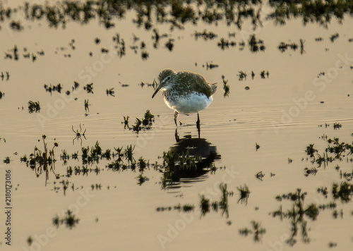 Fotografía Green Sandpiper or Tringa ochropus foraging in Cley-Next_the_Sea marshes on it's