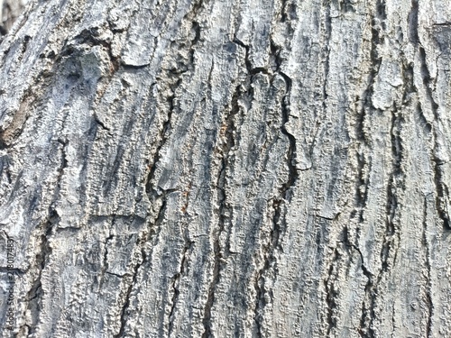 Ancient tree bark shows deep, winding grooves