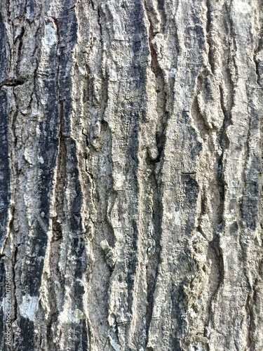 Konstfotografi Ancient tree bark shows deep, winding grooves