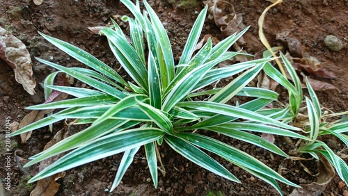 Lili paris (Chlorophytum comosum) or Spider plant in the garden. Also known as common spider plant, spider ivy, airplane plant, ribbon plant, hen and chickens.