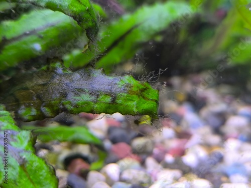 Konstfotografi Green plants in an aquarium where sunlight penetrates through the green plants and fish
