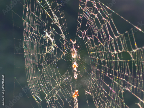 Obraz na plátně Intricate orb weaver spider web glistening against a dark natural green