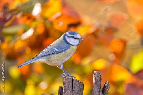 A blue tit sits on a tree stump. A cute blue tit in the nature habitat. Autumn scene with a blue tit.  Cyanistes caeruleus