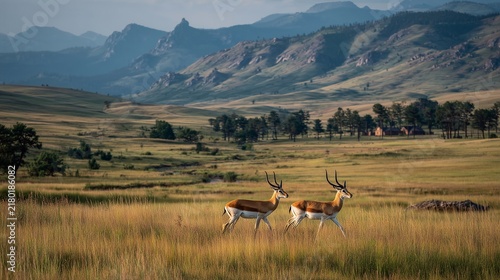 a couple grant's gazelles stride across Kenyan grassland