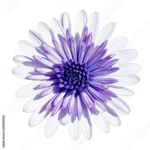 Osteospermum