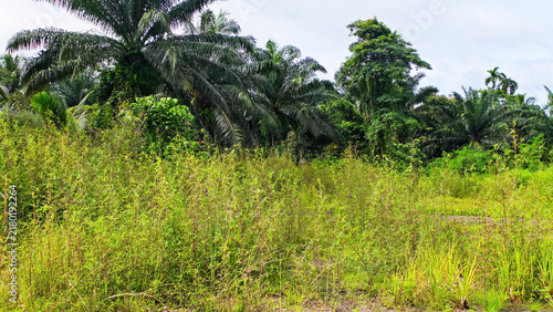 Uncultivated overgrown field with wild vegetation and palm trees in background: A lush, verdant landscape filled with palm trees and dense vegetation under a cloudy sky.