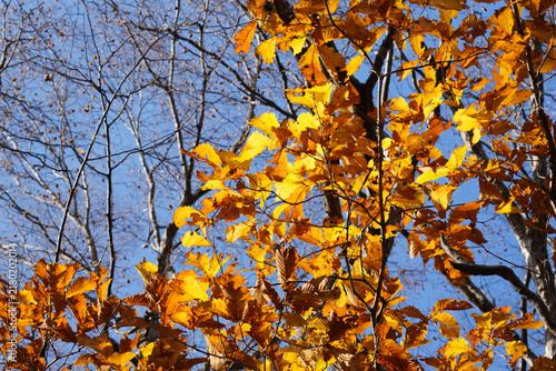 北海道の紅葉の葉