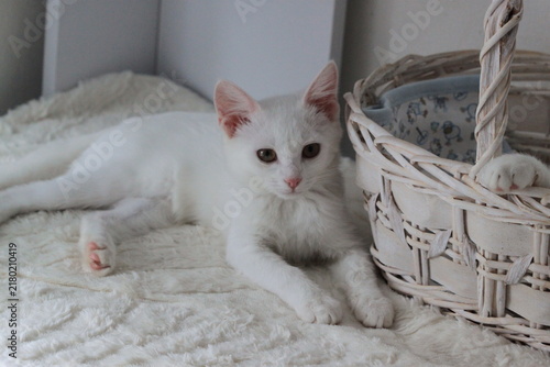 Animal background with white cute kitty