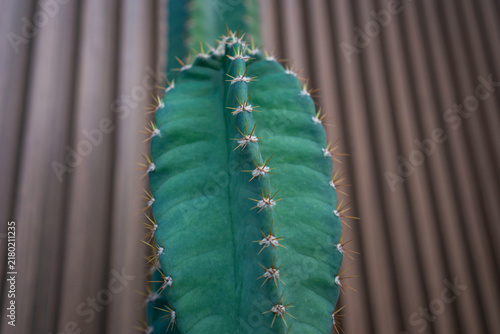 фотографія Vibrant green cactus stands tall against corrugated metal backdrop