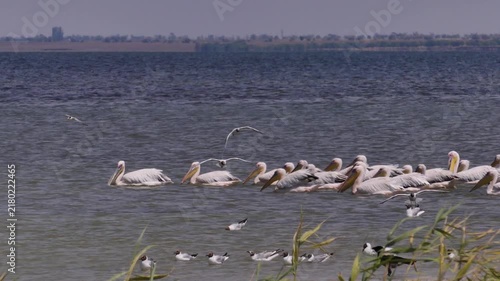 A flock of Great white pelicans (Pelecanus onocrotalus) fishes in shallow waters on the Black Sea coast.
