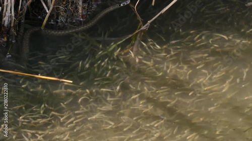 Snake (Natrix) catches small fish on the channel.